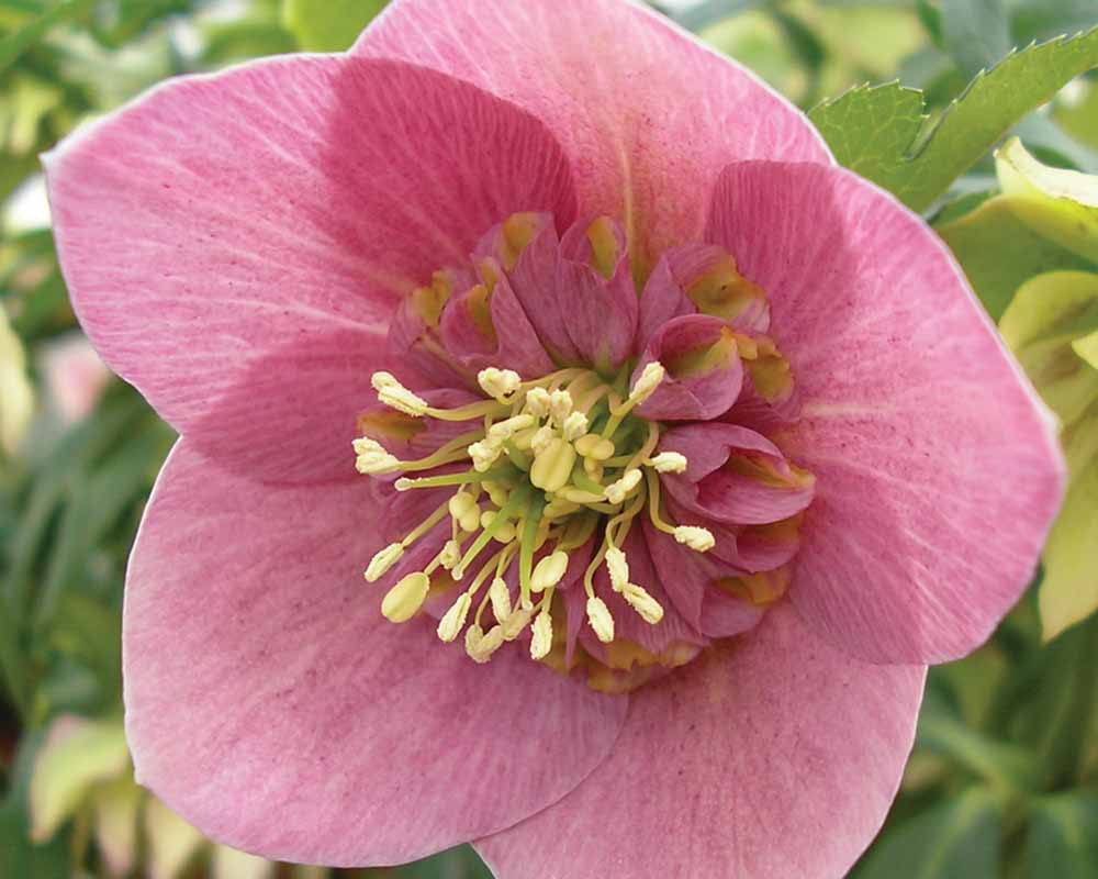 perennial_m_helleborus x hybridus smoky anemone pink9.jpg